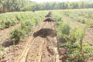 图为车辆正在往田间运肥